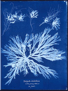 Cyanotype - Anna Atkins